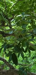 Yellow Prickly Ash (Zanthoxylum flavum)