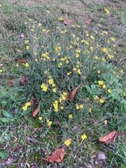 Wall Rocket (Diplotaxis tenuifolia)