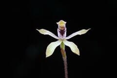 Dark Spider Orchid (Caladenia atradenia)
