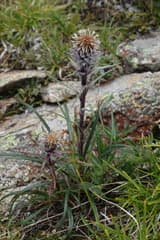 Desert Spoon (Lagurostemon)