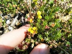 Red Buchenroedera (Buchenroedera)