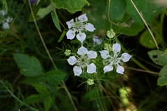 Black cumin (Nigella sativa)