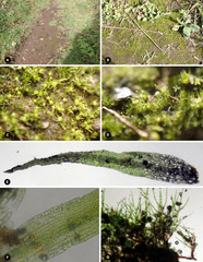 Mossy stonecrop (Ephemerum)
