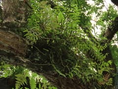 Tosa Dendrobium (Dendrobium tosaense)