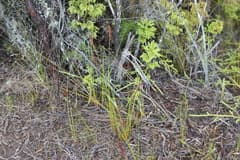 Cane Grass (Baumea)