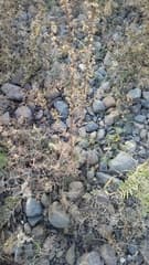 Cutleaf Wormwood (Artemisia laciniata)