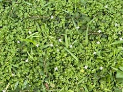 Oldenlandiopsis (Oldenlandiopsis)