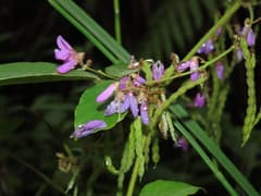 Hawaiian ti plant (Puhuaea)