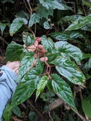 Begonia crassirostris (Begonia crassirostris)