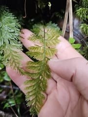 Narrow Fork Fern (Abrodictyum strictum)