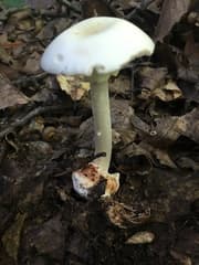 None (Amanita brunnescens)