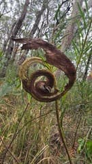 Flax Wattle (Acacia linifolia)