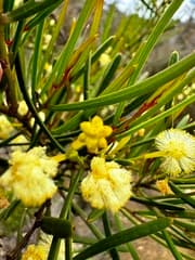 Thick-leaved wattle (Acacia crassiuscula)