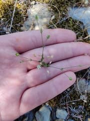 Sandwort (Arenaria leptoclados)