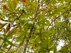 Japanese Horse Chestnut (Aesculus turbinata)