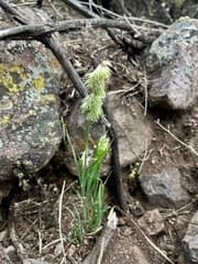 Golden Bells (Lamarckia)