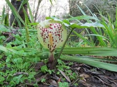 Italian arum (Arum italicum)