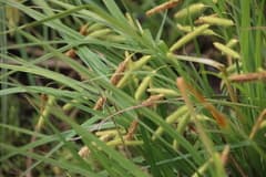 Rhodes Sedge (Carex rhodesiaca)
