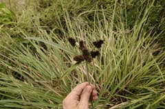 Shore Sedge (Cyperus ligularis)