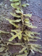 Woollyhead (Camptochaete)