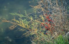 Sea Asparagus (Asparagus maritimus)