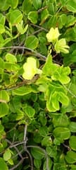 Wild Allamanda (Pentalinon luteum)