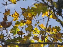 Himalayan Maple (Acer caudatum)
