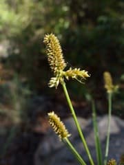 Mutis's flatsedge (Cyperus mutisii)