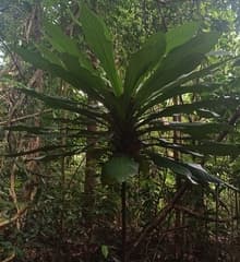 None (Agrostistachys)