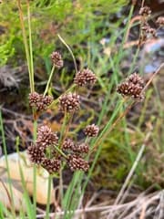 False aralia (Oxycarpus)