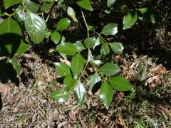 Sweet-scented Psydrax (Psydrax odorata)