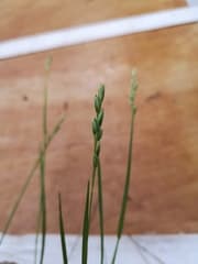Heathland Grass (Danthonia decumbens)