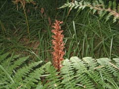 Succulent helleborine (Helleborine succulenta)