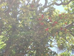 Syzygium richii (Syzygium richii)