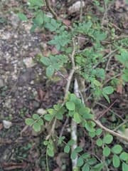 Caspian locust (Gleditsia caspica)