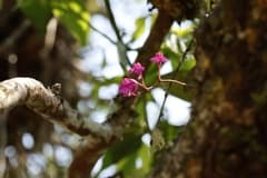 Oncidium Comparettia (Comparettia)