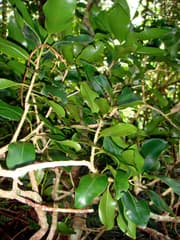 Cheeseman's Myrsine (Myrsine cheesemanii)