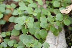 Tiny Australian Umbrella Tree (Australina pusilla)