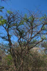 Ambo Wattle (Acacia amboensis)