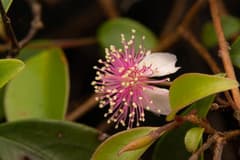 Myrtus communis subsp. tarentina (Archirhodomyrtus)