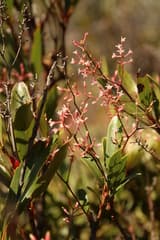 False aralia (Beauprea)