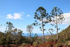 Rule's Araucaria (Araucaria rulei)