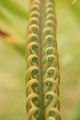 Fiji Cycad (Cycas seemannii)