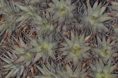 Deuterocohnia brevifolia (Abromeitiella brevifolia)