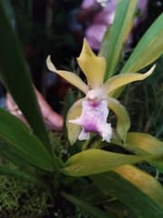 Orchid (Cochleanthes)