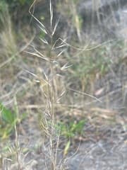 Knotty Spear Grass (Austrostipa nodosa)