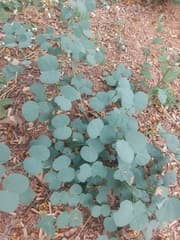 Bidi (Bauhinia racemosa)