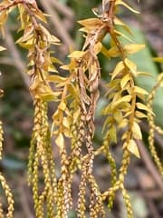 Lepidotis phlegmaria (Lepidotis phlegmaria)
