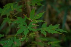 Cutleaf Maple (Acer dissectum)