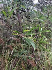 Hairy wattle (Acacia cincinnata)